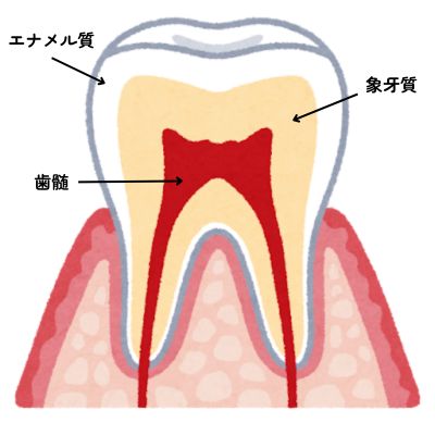 エナメル質・象牙質・神経など歯の構造を示した断面イラス
