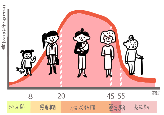 更年期に伴うエストロゲン分泌の低下を示すグラフ