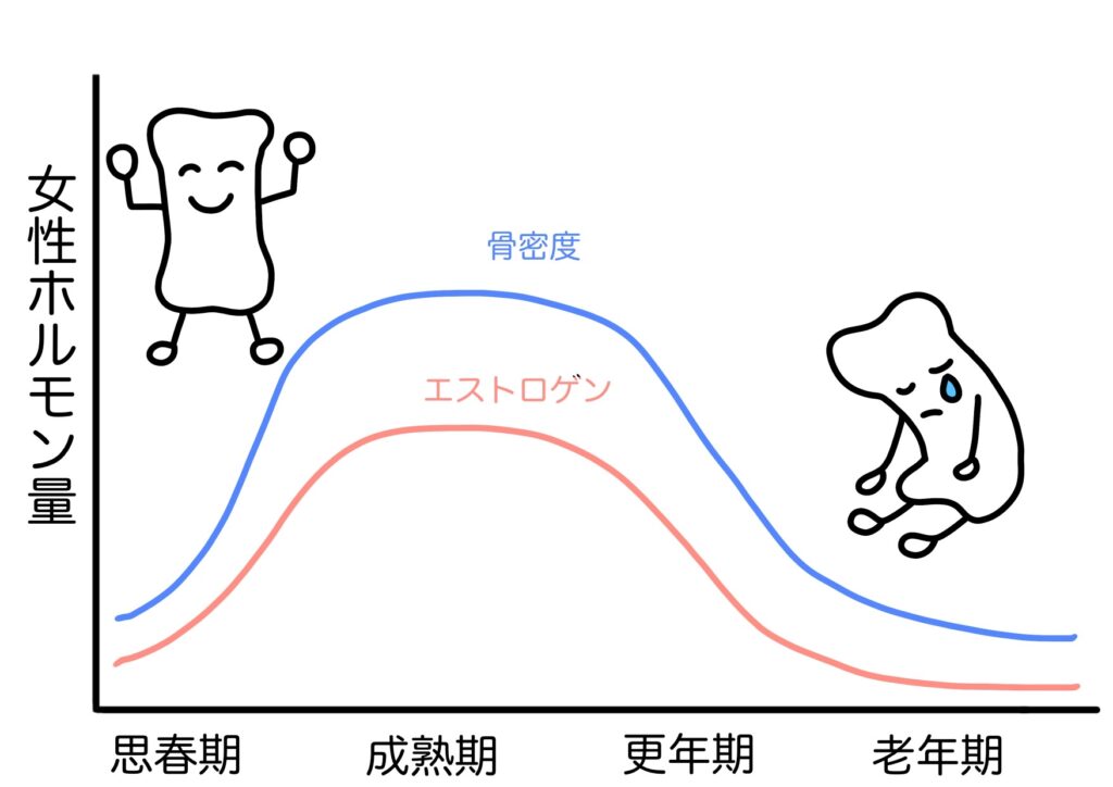 閉経後の女性でエストロゲンが減少し骨が弱くなる仕組みの図